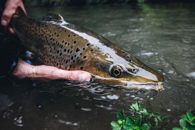 Backcountry-Fly-Fishing-Right