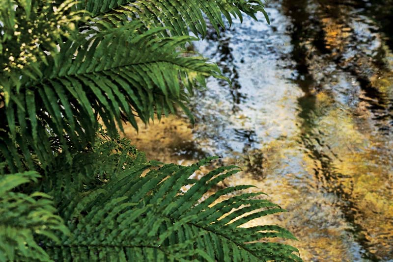 Silica-Rapids-Hike-Right